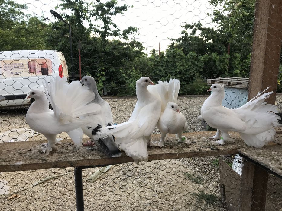Pui de maghiari si indieni!!