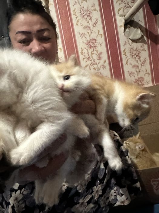 Mushukchalar bepul olmoqchi busayiz tel qiling