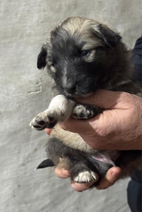 Отдам щенят в добрые руки