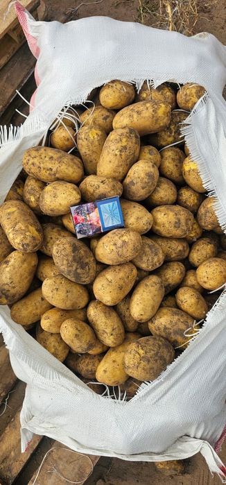 Картофель свежая, сорт Гала