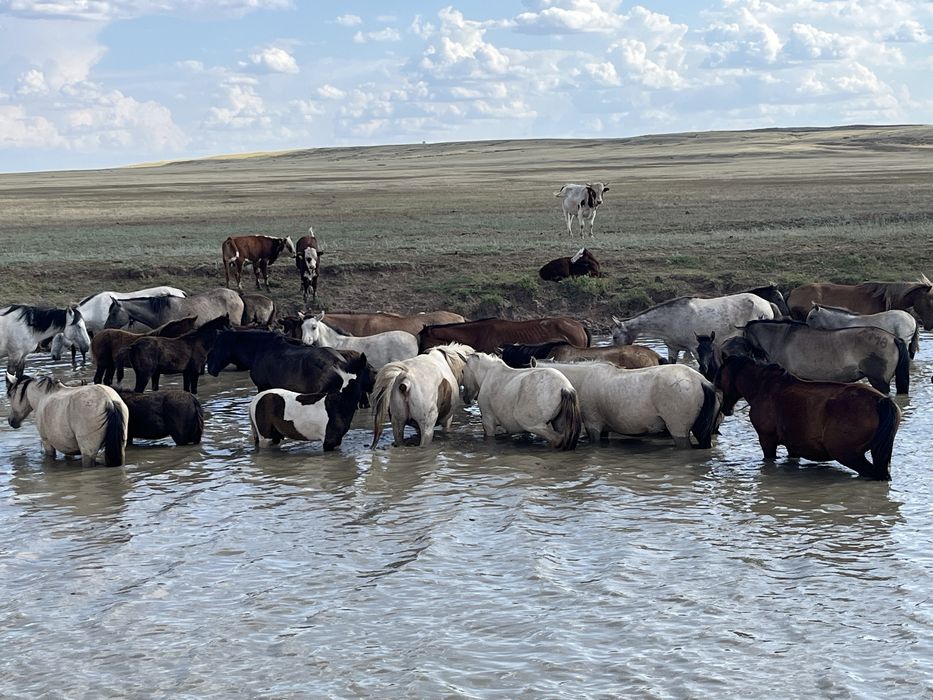 2 үйір жылқы сатылады.