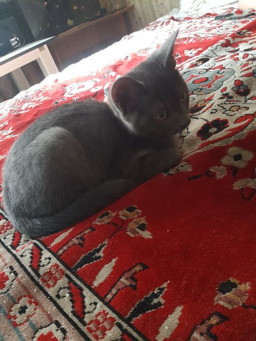 Котята! 3 месяца.