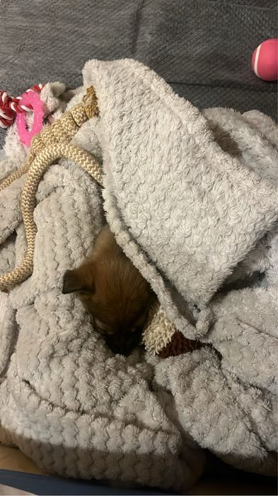 Кученце търси дом