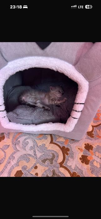 Продается шотландская кошка