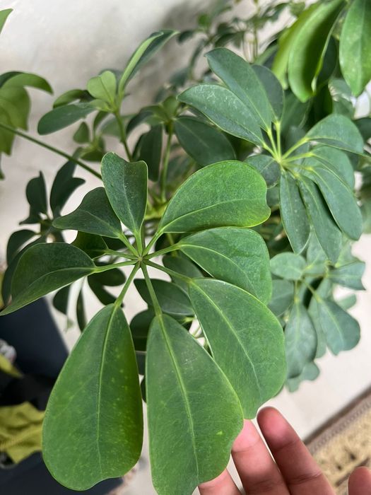 Продам цветы)