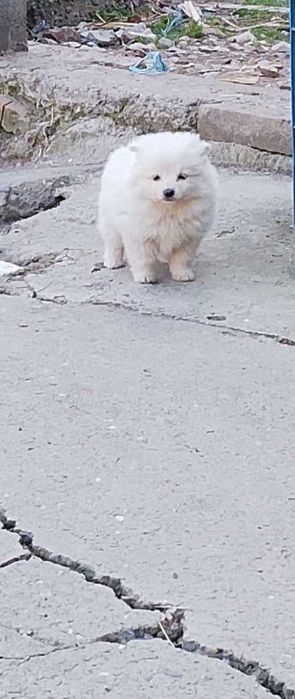 Момче мини - шпиц