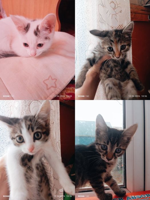 Отдам котят в добрые руки