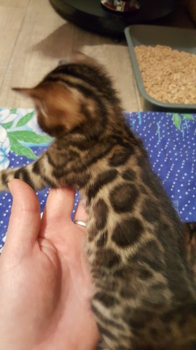Чистокровные бенгальские Котя
