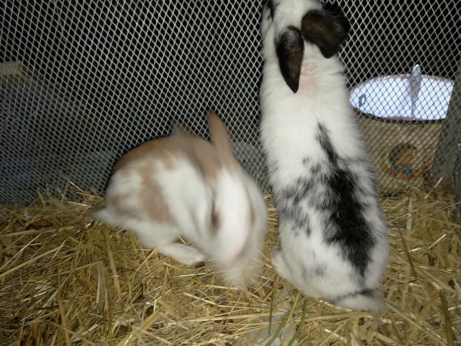 Babichka zotli quyonlar