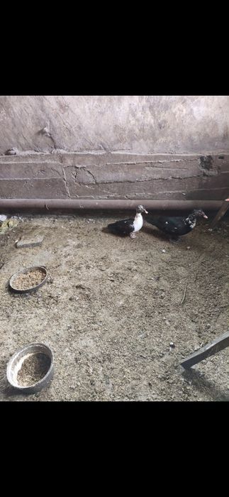 Семья индоуток. .