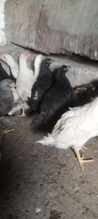 Продам циплят черных