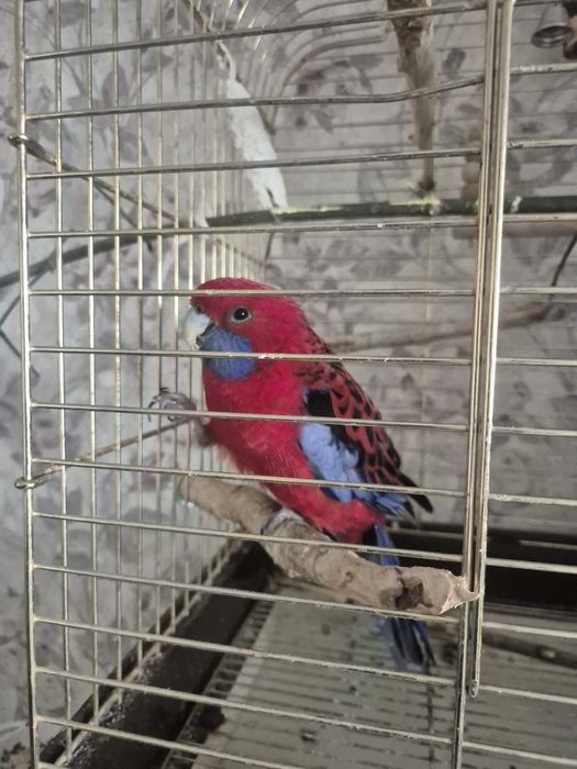 попугай красная розелла