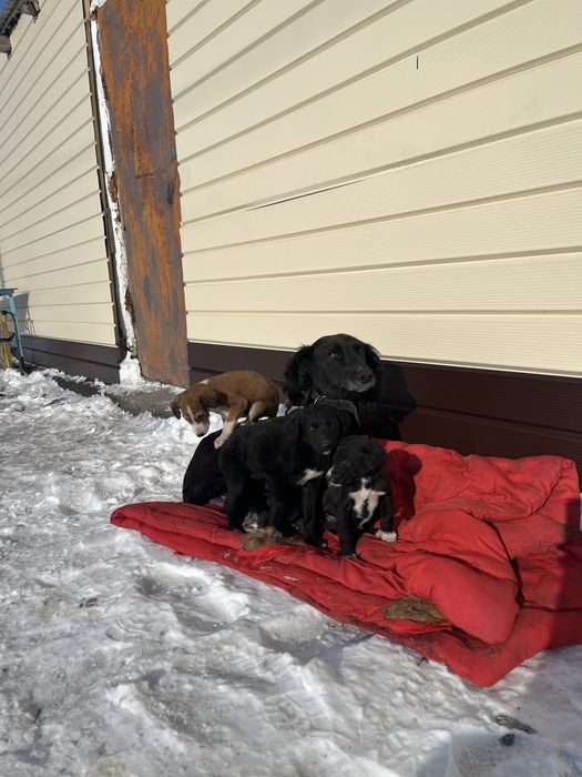 Тазы күшіктер сатылады