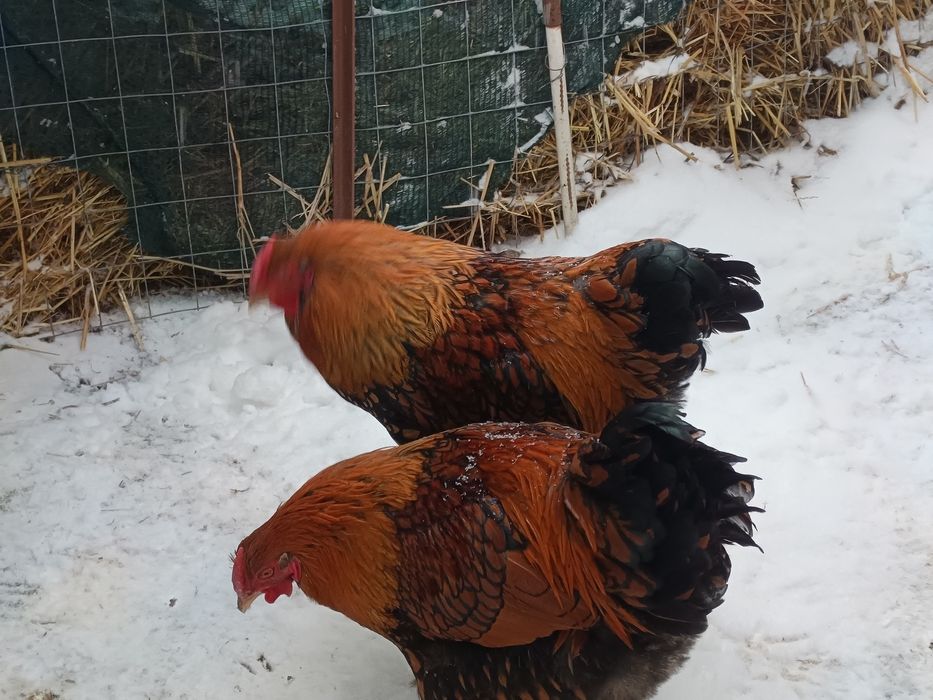 Cocoși  wyandote GSG - 7 luni