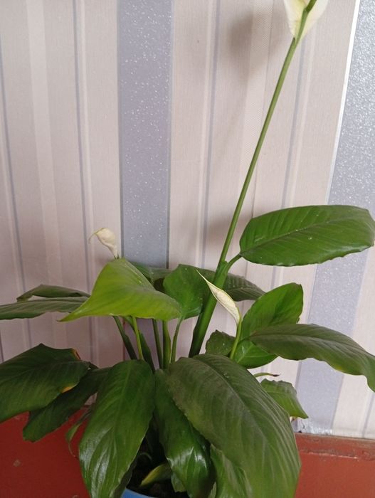 Цветущее Женское счастье