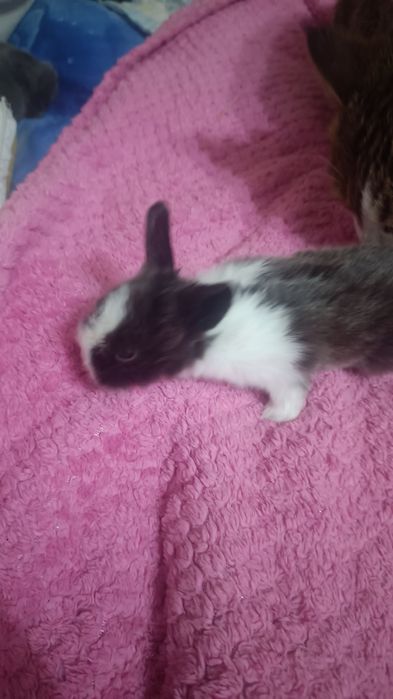 Продам карликовых кроликов