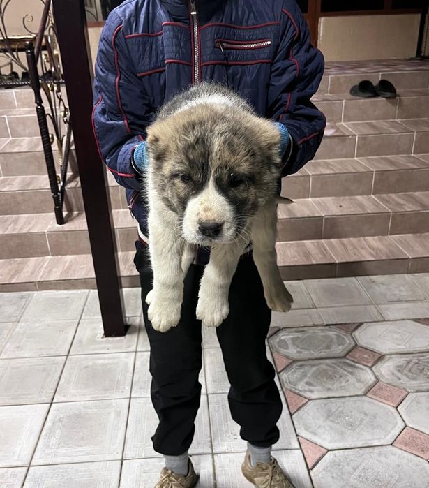 Алабай щенки.     .