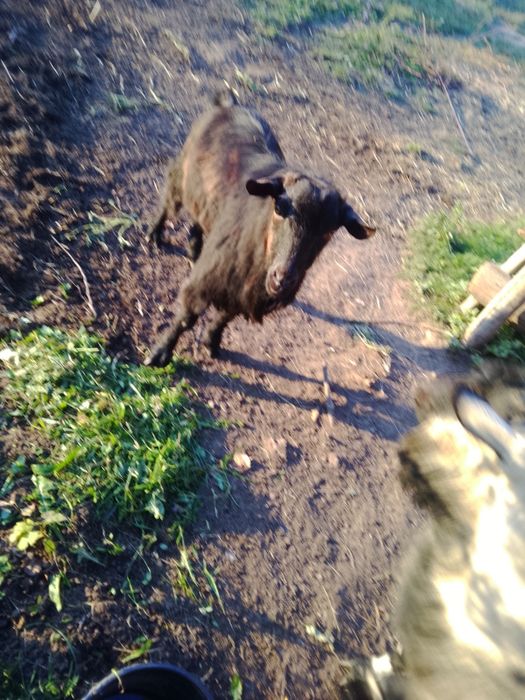 Vând  2 țapi  Mai multe detalii pe telefon