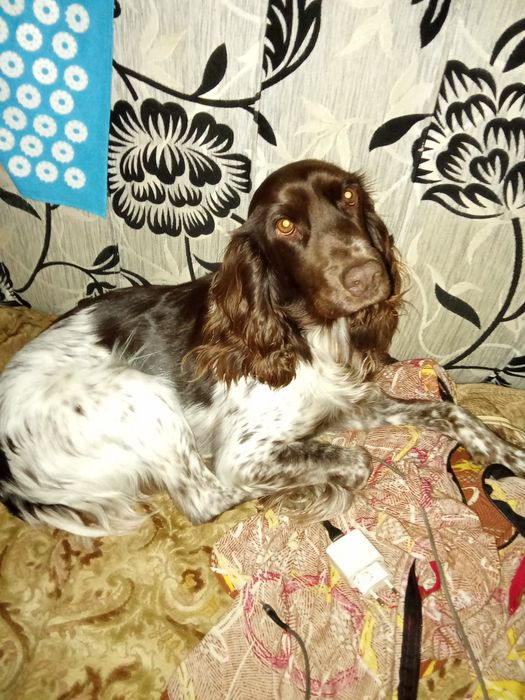 Ищем невесту для красавца рабочего спаниеля.