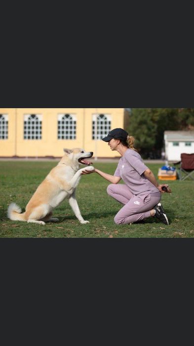 Кобель Акиты Ину готов на вязку.