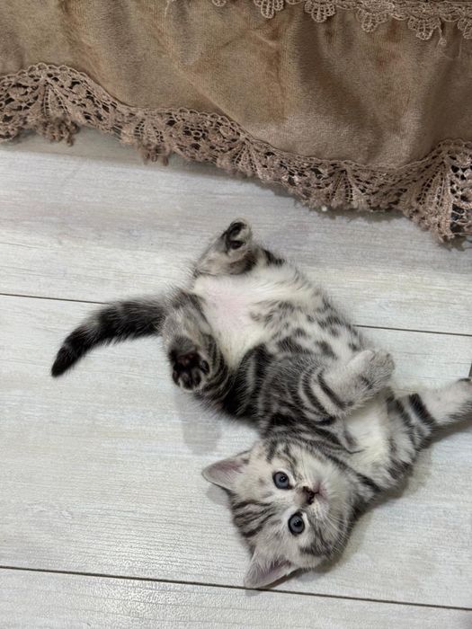Продам котят ,Самовывоз !