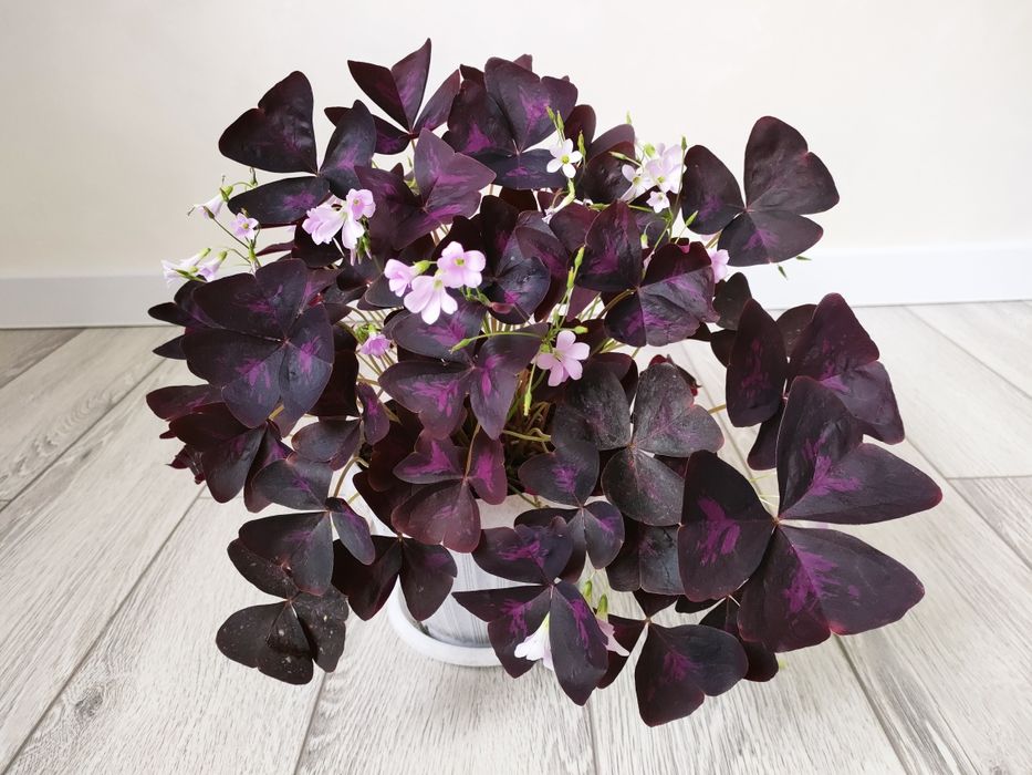 Цветы комнатные!!!  Есть доставка