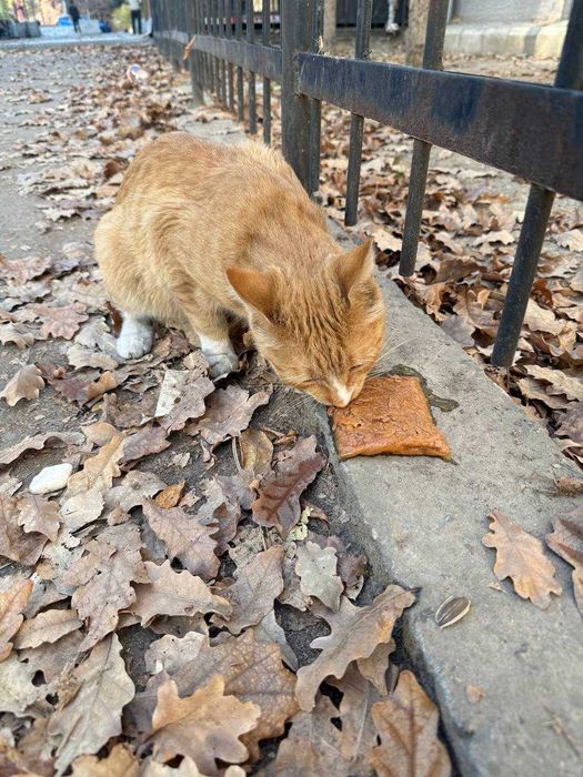 Пристраиваю котика (мальчик) в добрые руки