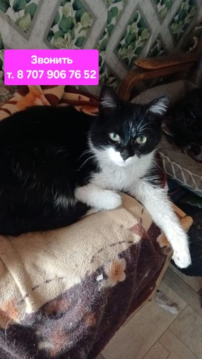 Котик ласковый 1 год