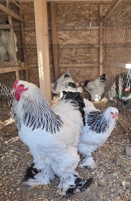 Oua Brahma HD incubat disponibile