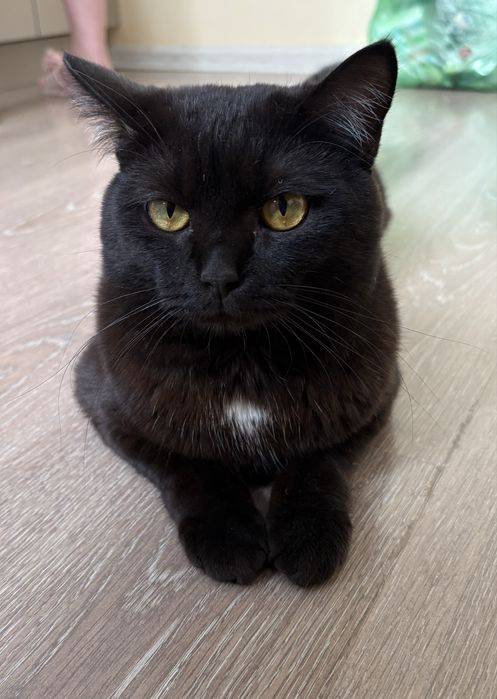 Отдадим   котика
