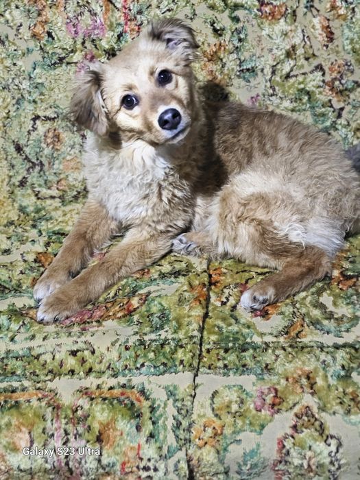 Щенок 6месяцев.Девочка.