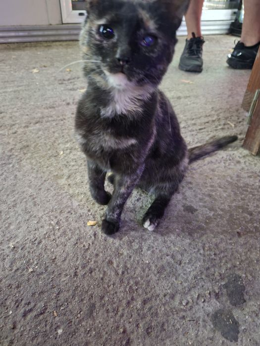 Коте Ари търси своя нов дом