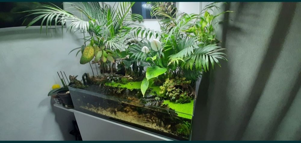 Acvariu terrariu de vanzare