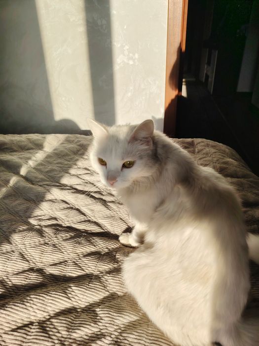 Кошка мышеловка, кошка