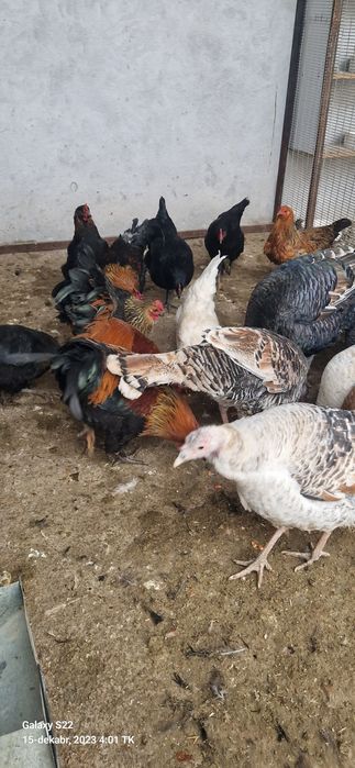 Sergili dehqon bozorida sotiladi tabiiy sharoitda boqilgan.