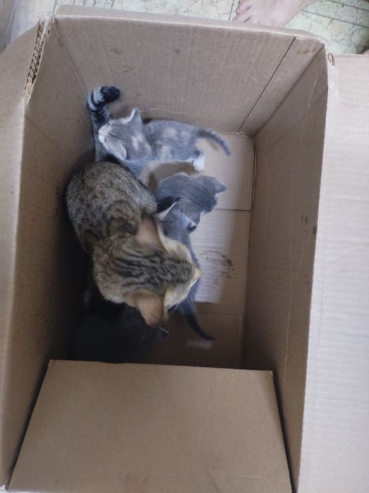 Пятеро котят, бесплатно