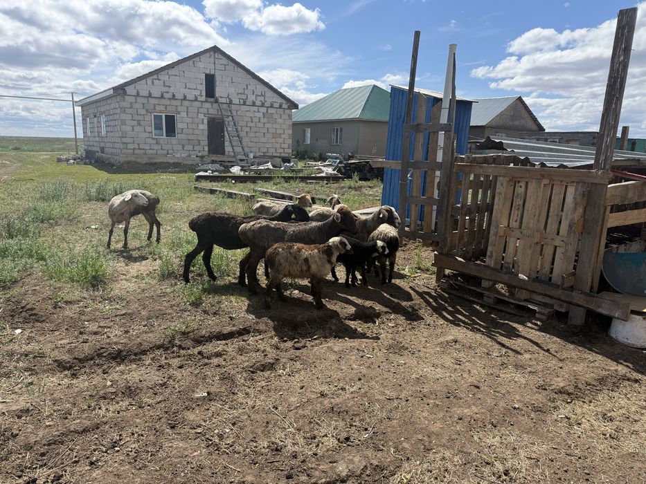 Продам козылы койлар