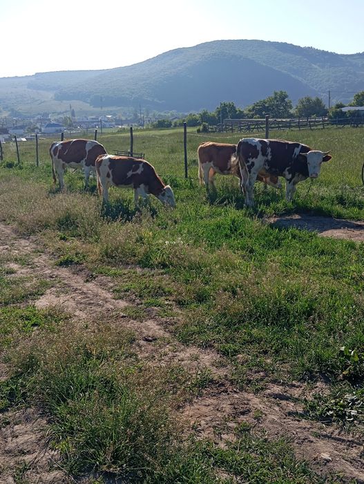 De vânzare vacii