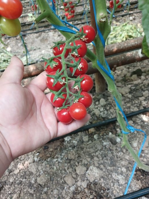 Cherry pomidor milano so‘rti