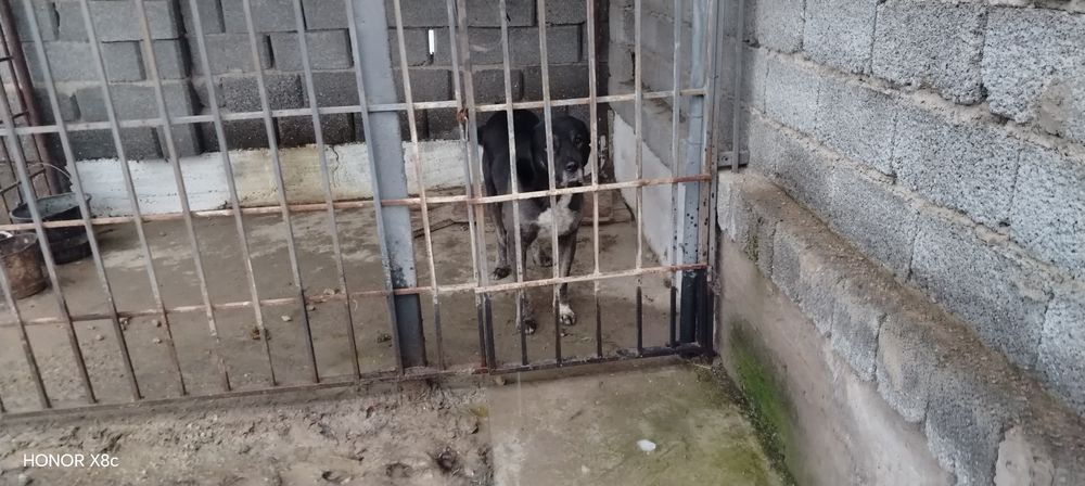 Алабай ұясымен бирге сатылады