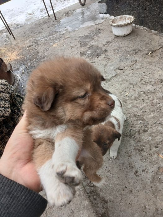 Отдам бесплатно 4 девочки мать спаниель рабочая