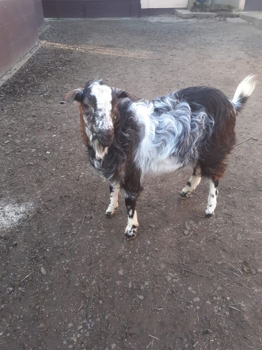 Vand tap metis Anglo-nubian