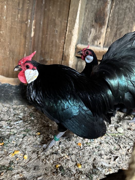 Bantam negru gainuse pitice
