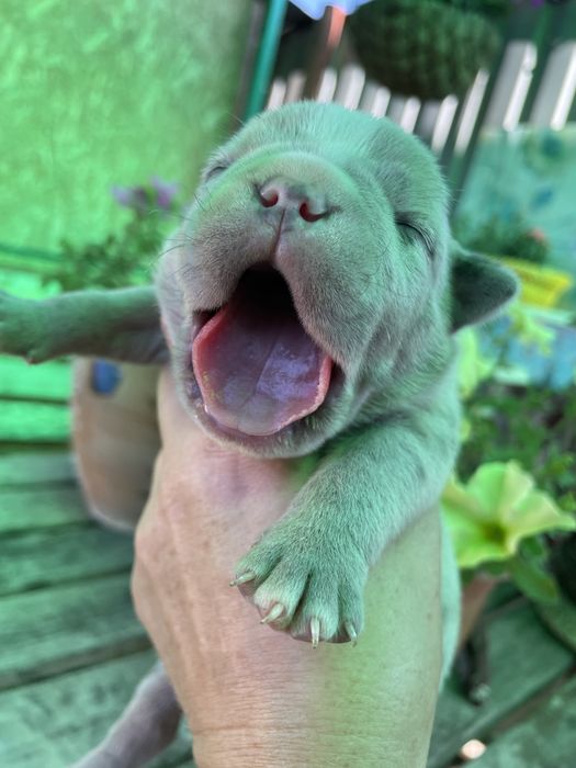 Американский булли