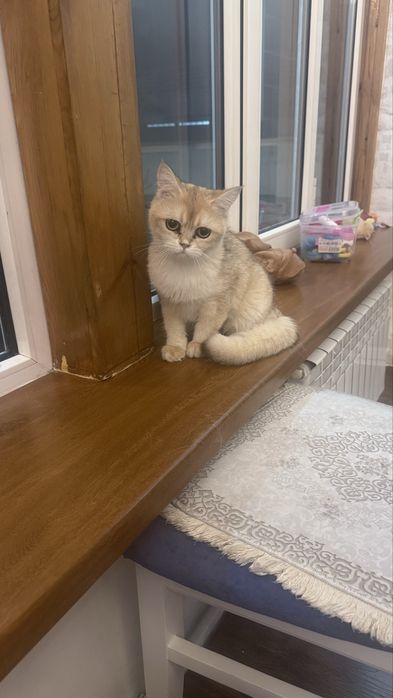 Мальчик чистокровный британец с окрасом золотая шиншилла