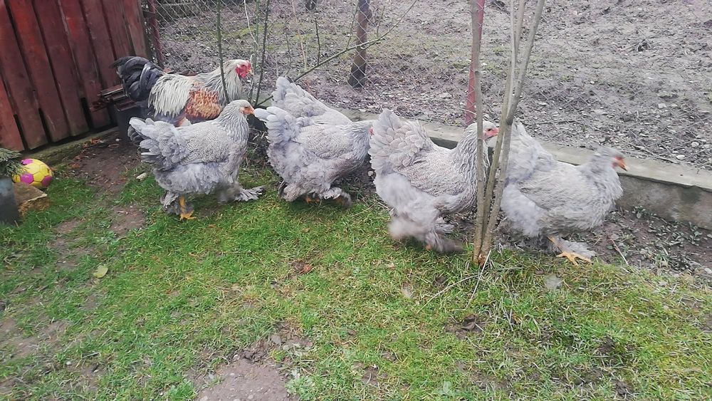 Oua pentru incubat Găini rasă