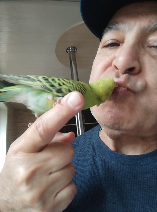 Говорящий Ручной волнистый попугайчик ТОША чик