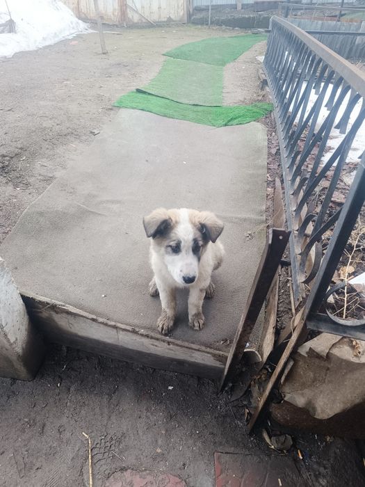 Продам срочно собаку