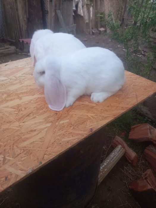 Iepuri berbec german