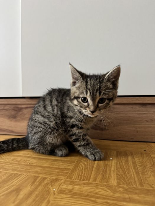 Котята породистые